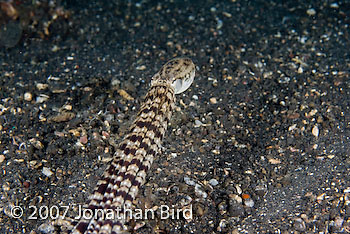 Mimic Octopus [Thaumoctopus mimicus]