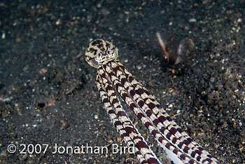 Mimic Octopus [Thaumoctopus mimicus]