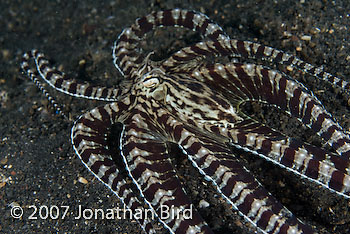 Mimic Octopus [Thaumoctopus mimicus]