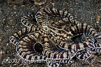 Mimic Octopus [Thaumoctopus mimicus]