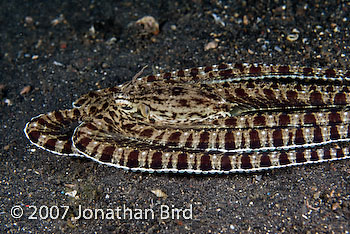 Mimic Octopus [Thaumoctopus mimicus]