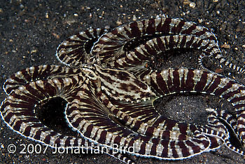 Mimic Octopus [Thaumoctopus mimicus]