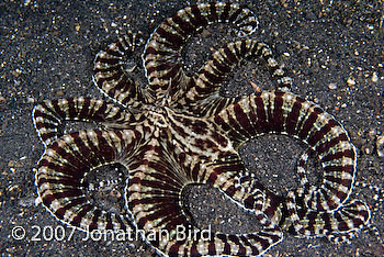 Mimic Octopus [Thaumoctopus mimicus]