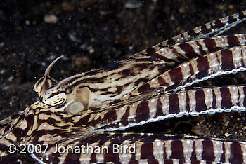 Mimic Octopus [Thaumoctopus mimicus]