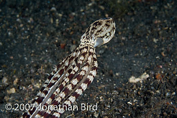 Mimic Octopus [Thaumoctopus mimicus]