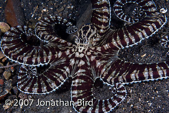 Mimic Octopus [Thaumoctopus mimicus]