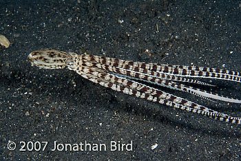 Mimic Octopus [Thaumoctopus mimicus]