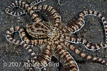 Mimic Octopus [Thaumoctopus mimicus]