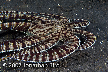 Mimic Octopus [Thaumoctopus mimicus]