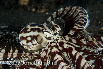 Mimic Octopus [Thaumoctopus mimicus]