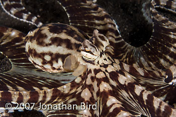 Mimic Octopus [Thaumoctopus mimicus]