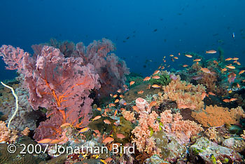 Coral Reef [--]