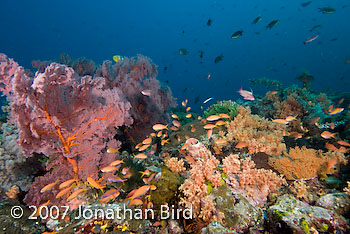 Coral Reef [--]