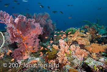 Coral Reef [--]