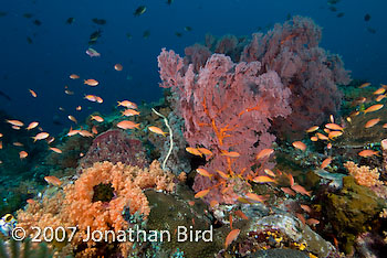 Coral Reef [--]