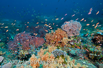 Coral Reef [--]