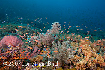 Coral Reef [--]