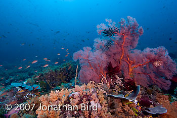 Coral Reef [--]