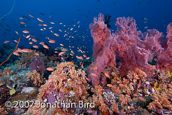 Coral Reef [--]