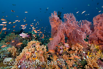 Coral Reef [--]