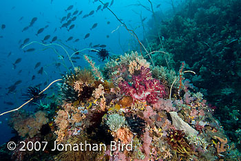 Coral Reef [--]