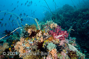 Coral Reef [--]