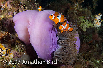 False Clown Anemonefish [Amphiprion ocellaris]