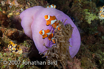 False Clown Anemonefish [Amphiprion ocellaris]