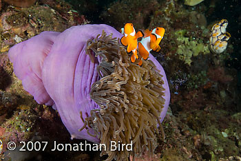 False Clown Anemonefish [Amphiprion ocellaris]