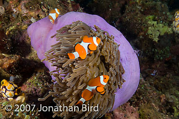 False Clown Anemonefish [Amphiprion ocellaris]