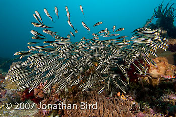 Striped Catfish [Plotosus lineatus]