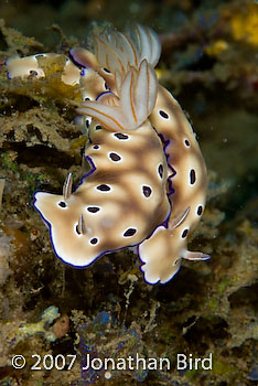 Tryoni Nudibranch [Risbecia tryoni]