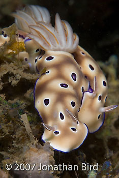 Tryoni Nudibranch [Risbecia tryoni]