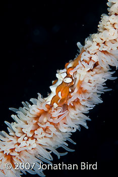 Wire coral Crab [Xenocarcinus tuberculatus]