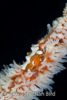 Wire coral Crab [Xenocarcinus tuberculatus]