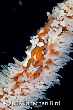 Wire coral Crab [Xenocarcinus tuberculatus]