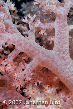 Soft Coral [Xenocarcinus tuberculatus]