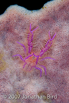 Hairy Squat Lobster [Lauriea siagiani]