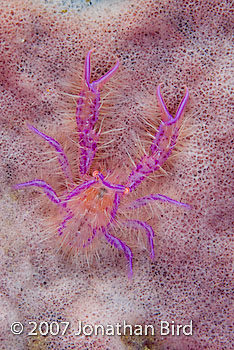 Hairy Squat Lobster [Lauriea siagiani]