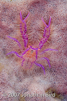 Hairy Squat Lobster [Lauriea siagiani]