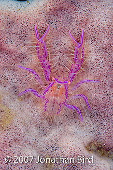 Hairy Squat Lobster [Lauriea siagiani]