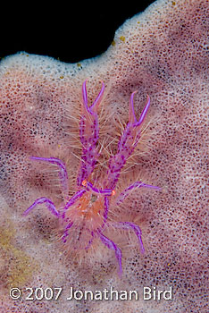 Hairy Squat Lobster [Lauriea siagiani]