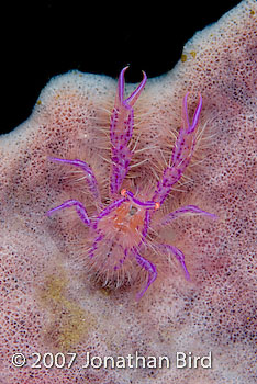 Hairy Squat Lobster [Lauriea siagiani]