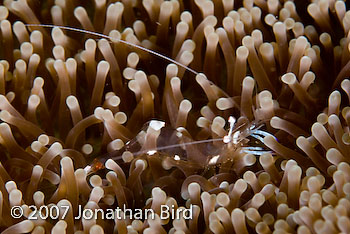 Unidentified Shrimp [Lauriea siagiani]