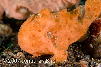 Painted Frogfish [Antennarius pictus]