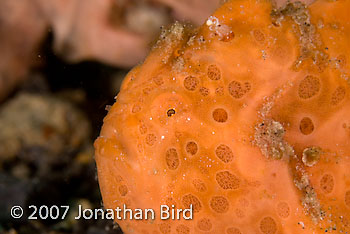 Painted Frogfish [Antennarius pictus]