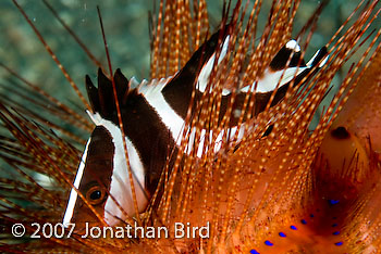 Red Emperor Snapper [Lutjanus sebae]