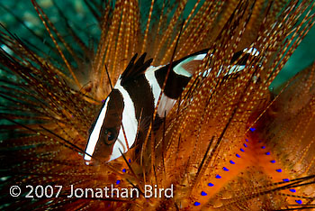 Red Emperor Snapper [Lutjanus sebae]