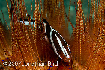 Red Emperor Snapper [Lutjanus sebae]