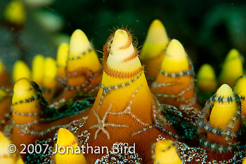 Brittle Sea star [Protoreaster sp]